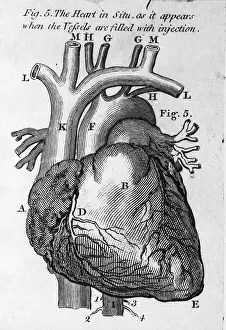 Blood Vessel Prints: Illustration of a Human Heart and Blood Vessels