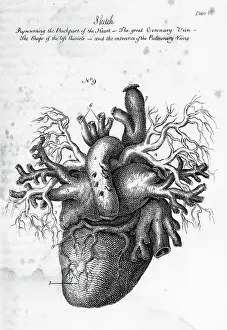 Illustration of Human Heart by Charles Bell