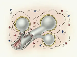 Respiratory System Prints: Illustration of human lung with small pulmonary alveolus surrounded by small particles causing inflammation to lining