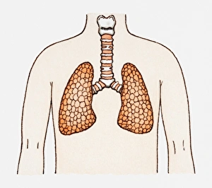 Images Dated 4th January 2011: Illustration of human lungs