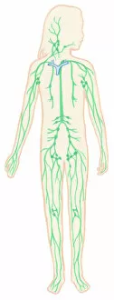 Human Representation Gallery: Illustration of human lymphatic system