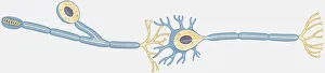 Images Dated 5th November 2008: Illustration of human nerve cell cross section showing dendrite, soma, axon, nucleus