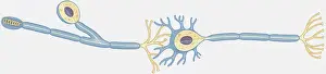 Nerve Prints: Illustration of human nerve cell cross section showing dendrite