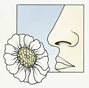 Ink And Brush Collection: Illustration of human nose smelling flower