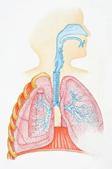 Healthcare And Medicine Prints: Illustration of human respiratory system showing oral cavity
