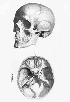 Illustration of a Human Skull