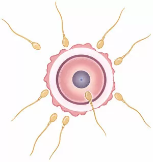 Medium Group Of Objects Gallery: Illustration of human sperm fusing with ovum during conception