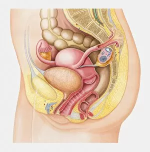 Illustration of human uterus, cross section