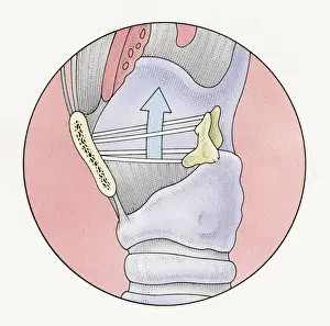 Human Trachea Prints: Illustration of human vocal cords and human larynx at top of trachea
