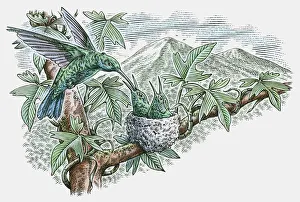 Images Dated 20th November 2009: Illustration of Hummingbird feeding young in nest
