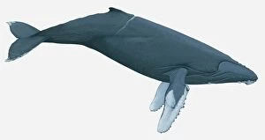 Images Dated 23rd March 2011: Illustration of Humpback Whale (Megaptera novaeangliae)