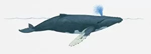 Images Dated 23rd March 2011: Illustration of Humpback whale (Megaptera novaeangliae) using blowhole on surface of water