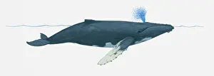 Blowhole Prints: Illustration of Humpback whale (Megaptera novaeangliae) using blowhole on surface of water