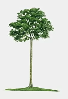 Images Dated 2nd September 2009: Illustration of Hymenaea courbaril (West Indian Locust), a tall hardwood tree