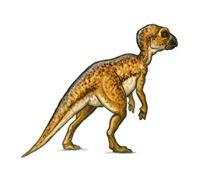 Illustration of Hypsilophodon, a beaked ornithischian dinosaur