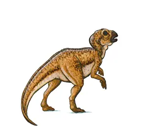 Mouth Open Prints: Illustration of Hypsilophodon, a beaked ornithischian dinosaur