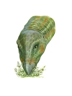 Herbivorous Prints: Illustration of Hypsilophodon dinosaur feeding on plants