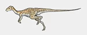 Images Dated 16th February 2010: Illustration of Hypsilophodon ornithopod dinosaur