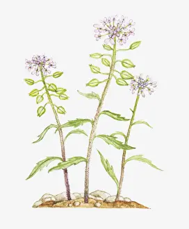 Crucifers Prints: Illustration of Iberis amara (Rocket candytuft, Bitter candytuft), wildflowers
