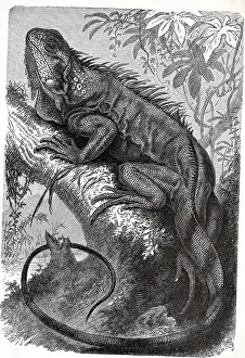 Iguana Prints: Illustration Of Iguana