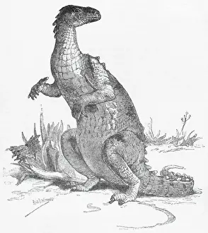 Illustration of Iguanodon