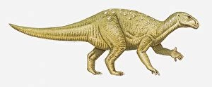 Images Dated 14th April 2010: Illustration of an Iguanodon dinosaur, side view