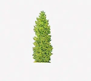 Holly Prints: Illustration of Ilex x altaclerensis Belgica Aurea (Silver Sentinel) showing shape of tree
