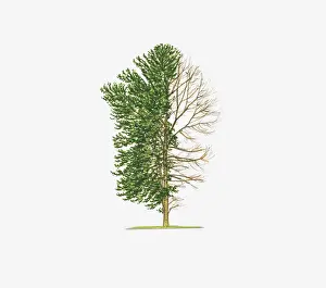 Poplar Prints: Illustration of Ilex x altaclerensis Lawsoniana (Highclere Holly) showing shape of tree