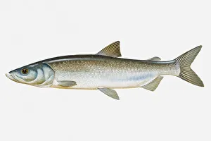 Images Dated 29th April 2008: Illustration of Inconnu (Stenodus leucichthys) fish