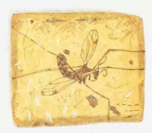 Images Dated 7th July 2011: Illustration of insect in amber