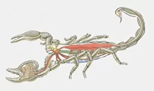 Images Dated 11th March 2010: Illustration of internal anatomy of Imperial Scorpion (Pandinus imperator)
