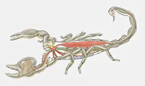 Physiology Prints: Illustration of internal anatomy of Imperial Scorpion (Pandinus imperator)