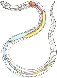 Cross Section Prints: Illustration of internal organs of a snake including heart