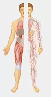 Young Men Gallery: Illustration of internal systems of human body