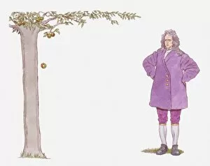 Food And Drink Gallery: Illustration of Isaac Newton watching apple falling from tree