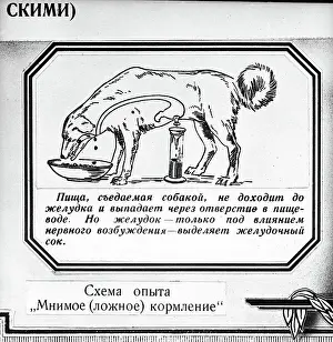 Russian Text Prints: Illustration of Ivan Pavlov's Dog Digestive System Studies