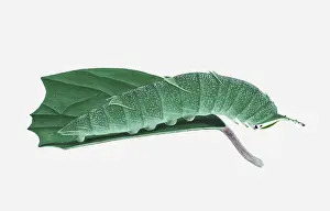 Caterpillar Prints: Illustration of Japanese Emperor (Sasakia charonda) caterpillar on leaf