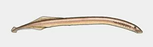 Images Dated 26th October 2009: Illustration of Jawless Fish (Agnatha)