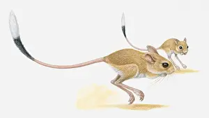 Jumping Prints: Illustration of two Jerboa (Jaculus jaculus) hopping on dessert sand