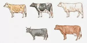 Illustration of Jersey, Friesian, Charolais, Red Poll and Dexter