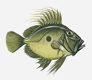 Images Dated 1st January 2010: Illustration of John Dory (Zeus faber)