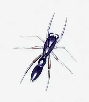 Images Dated 6th May 2011: Illustration of Jumping Spider