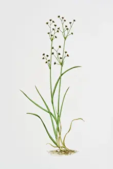 Illustration of Juncus Articulatus (arctic rush)