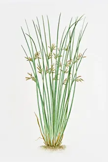 Illustration of Juncus Inflexus (European meadow rush)