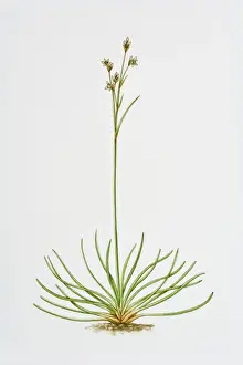 Studio Image Prints: Illustration of Juncus Squarrosus (Heath Rush)