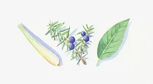 Images Dated 10th November 2008: Illustration of Juniper berries and leaves on stem, green petitgrain leaf, and lemon balm stem