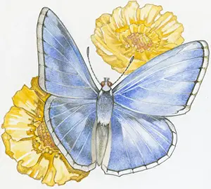 Illustration of Karner Blue ( Lycaeides melissa samuelis) butterfly on yellow flowers