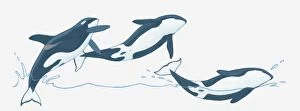 Images Dated 22nd March 2011: Illustration of Killer Whales (Orcinus orca) breaching (leaping) out of water