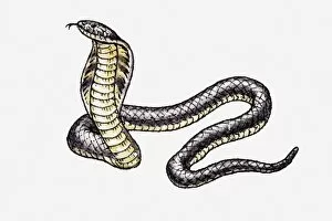 Danger Gallery: Illustration of King Cobra (Ophiophagus hannah)