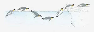 Medium Group Of Animals Gallery: Illustration of King Penguin Aptenodytes patagonica diving and swimming